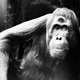 Should Animals Have More Eyes?